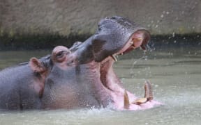 Faith died yesterday at Auckland Zoo.