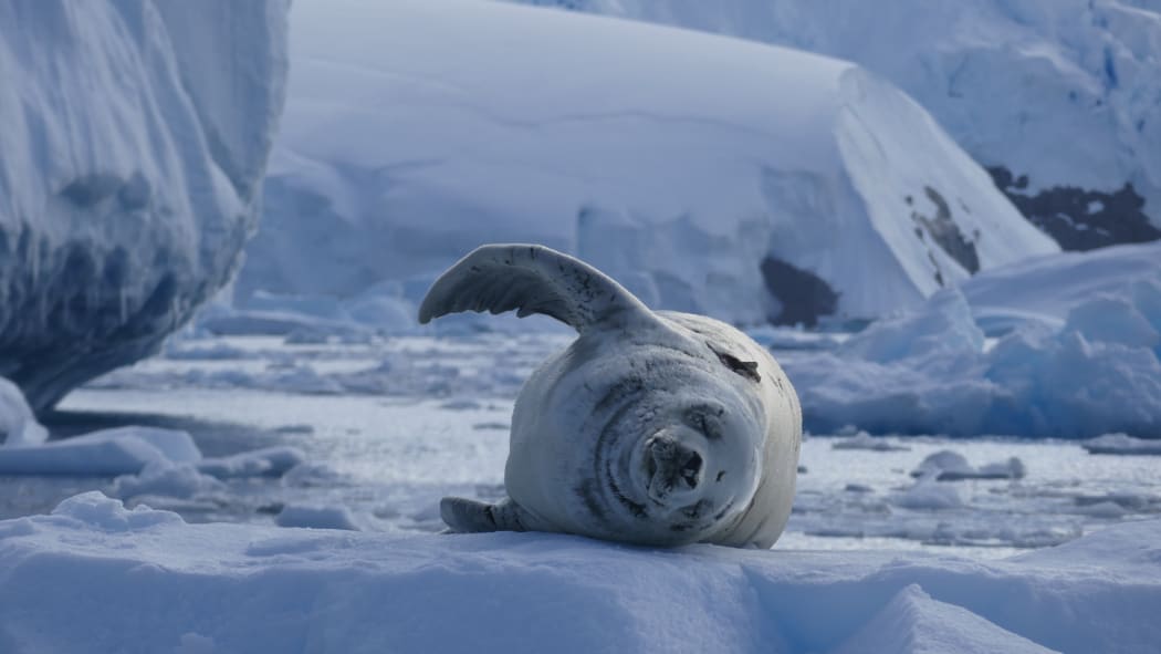 Crabeater seal in Antarctica.
