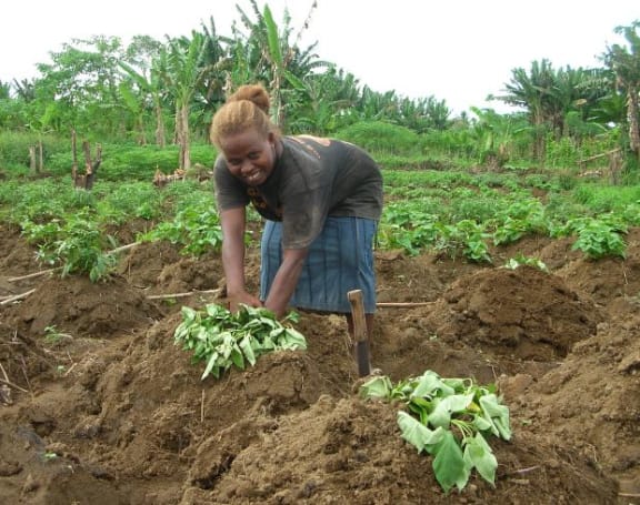 Traditional Pacific crops, such as these in Solomon Islands, are failing in the face of extreme weather and rising water levels.