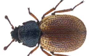 Phycosecis Kimbata