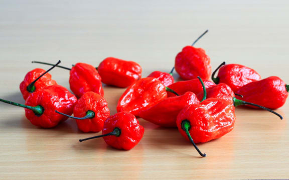 Bunch of Red Bhoot Jolokia Spicy ghost pepper isolated in wooden background with space for text