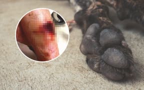 A man was attacked by a dog when he went to Natasha Kahu's house in New Plymouth to fix her car.