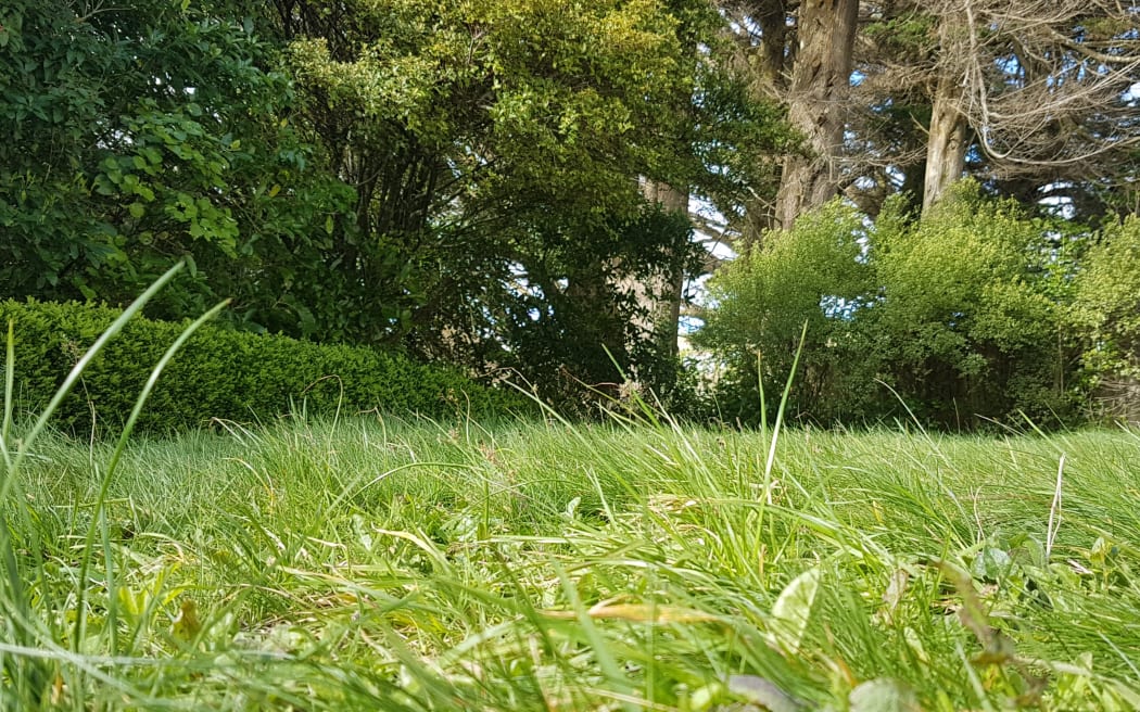 Ecologists say longer lawns increase plant biodiversity, reduce stormwater runoff and provide habitat and food for native animals