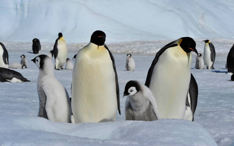 Emperor penguins face a bleak future – but some colonies will do better ...