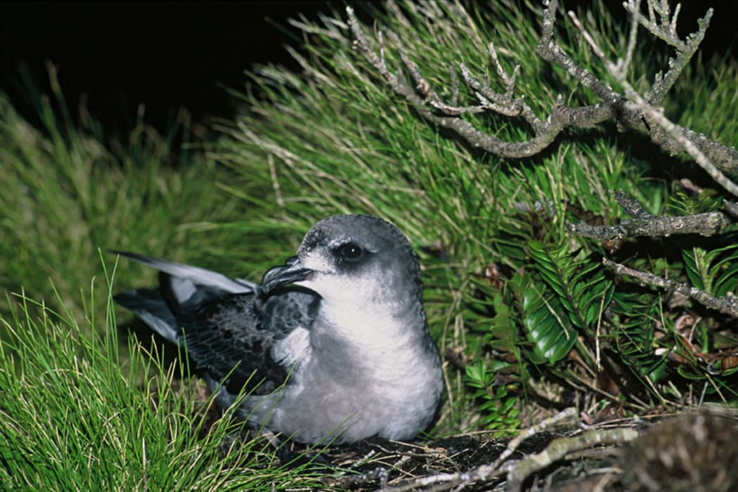 Mottled Petrel