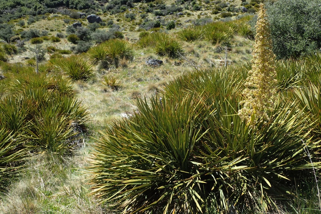 Taramea, also known as 'wild spaniard' or aciphylla aurea produces a lovely scent which was highly prized as a perfume by Māori and shipped overseas when Europeans arrived.