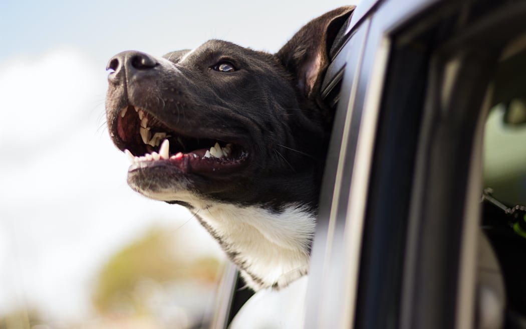 Dog