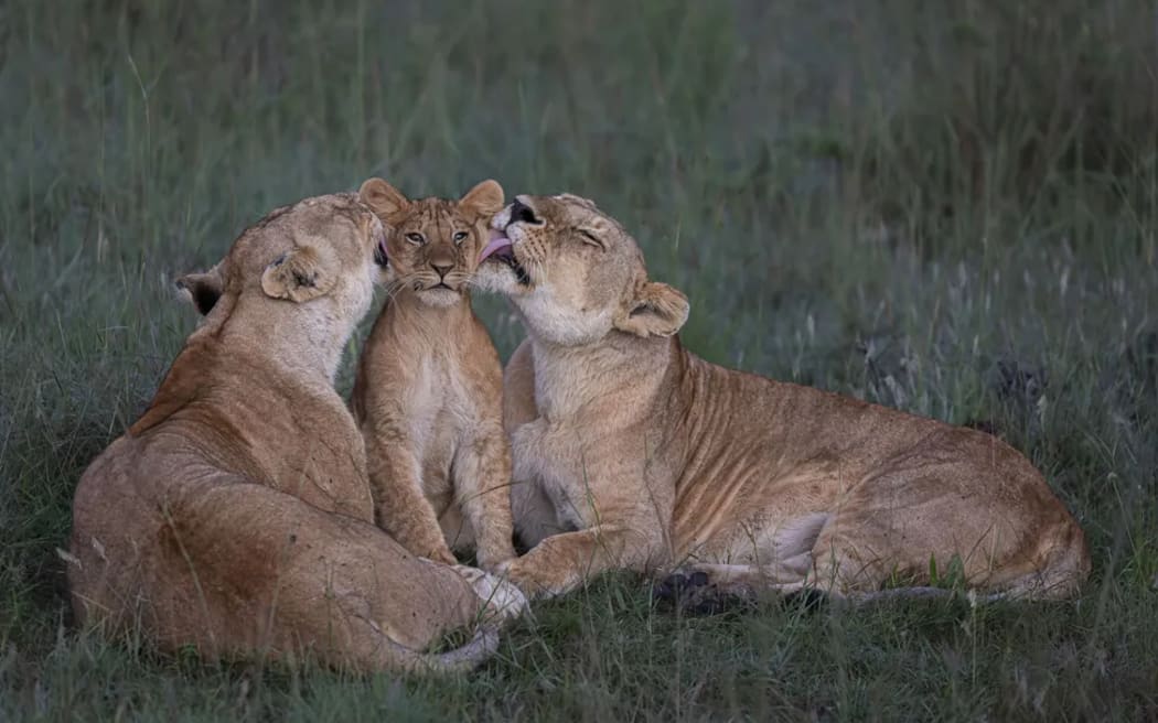 Two lionesses groom a cub following an unsuccessful hunting mission in Kenya's Maasai Mara.