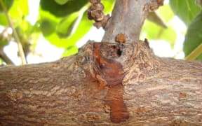 An image of Psa (also known as Psa-V) symptoms similar to those found in a kiwifruit orchard in Whangarei in 2015.