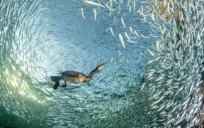 'Feasting at Sunset' by Franco Banfi from Switzerland won Birds in the Environment.