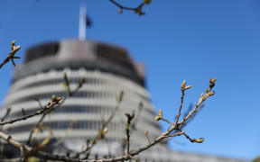 Spring at Parliament, where the oak trees feel a fresh flush of growth