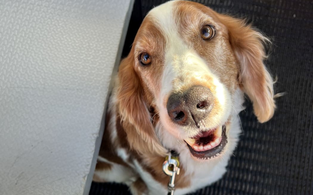 Vito is trained to detect the invasive Argentine ant species.