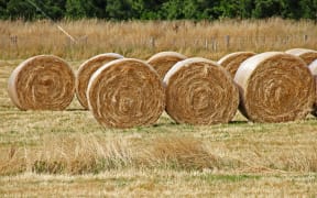 Hay balage in the Manawatu.