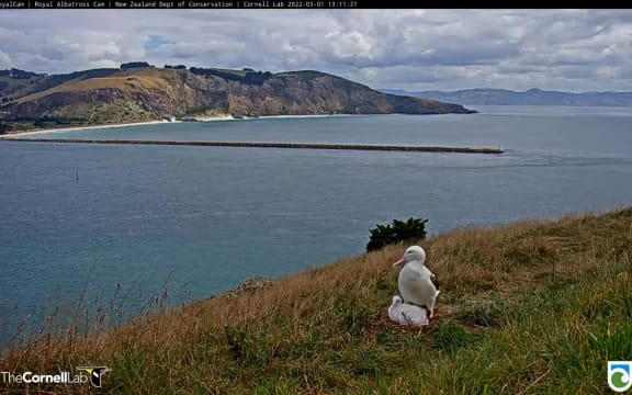 The Royal Albatross chick "Q.T." with parent earlier this year.