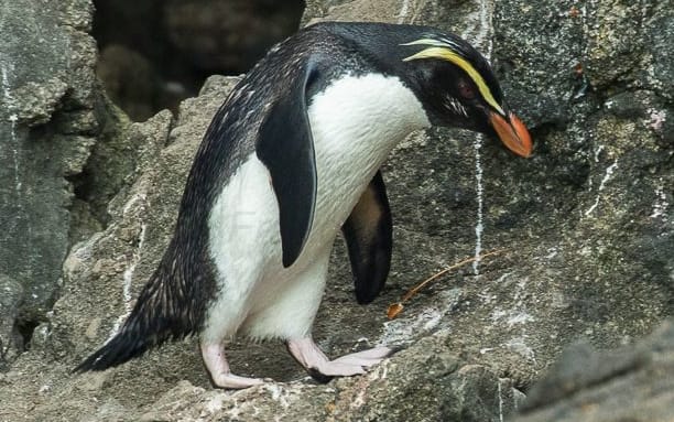 Tawaki or Fiordland crested penguins are marathon swimmers, and cover up to a thousand kilometres a week at sea.