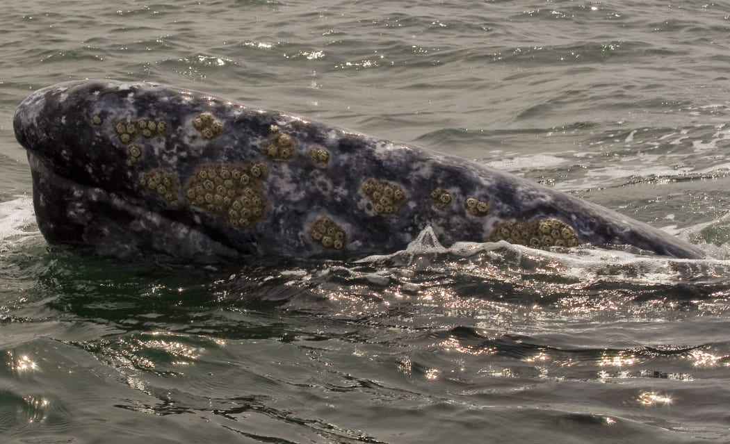A gray whale surfaces from the water at the Ojo de Libre Lagoon in Guerrero Negro, Mexico