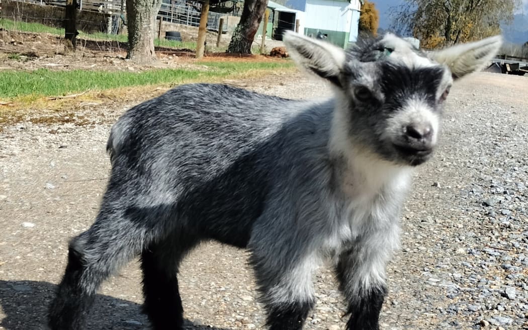 Remu the pygmy goat.