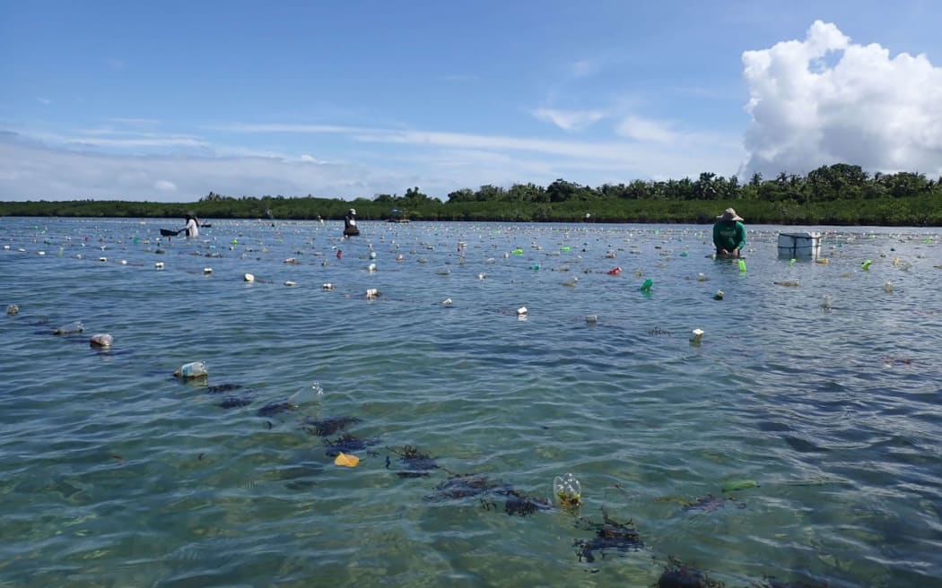 Seaweed growing in long lines.