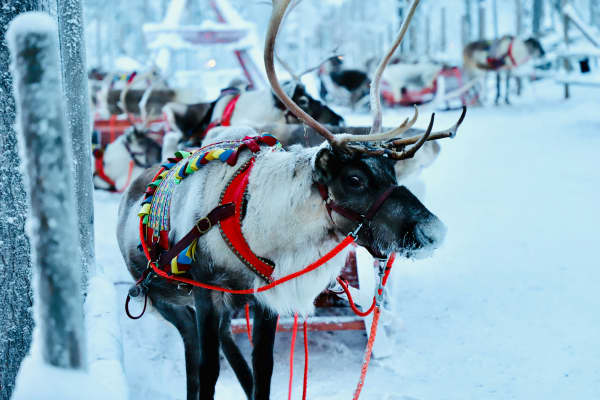 Black and white reindeer with a leather strap, on snow outdoors.