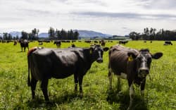Cows
