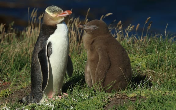 yellow-eyed penguin new zealand