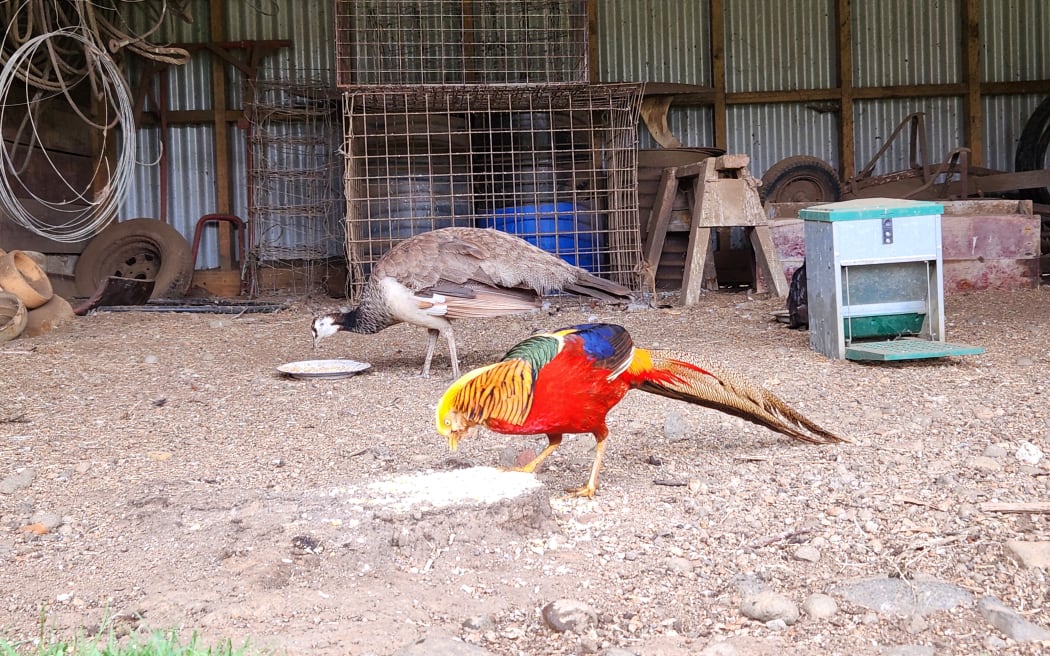 Lorenza keeps a menagerie of birds and animals on the remnants of the original Devcich farm