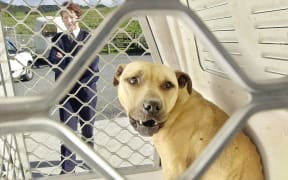 Animal control officer Christine Sanderson with a pitbull cross picked up wandering in Glenholme School's grounds. The district pound has been inundated with unwanted and roaming dogs over the last week.