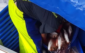 man in  wet gear overalls lifts fish into plastic  boxes