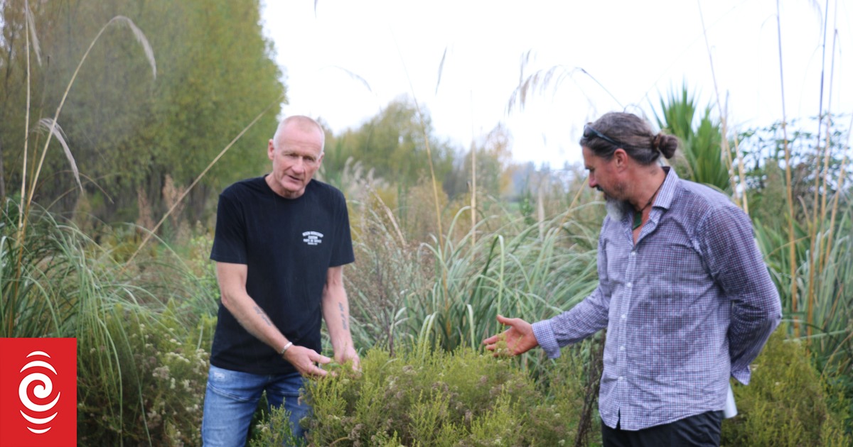 Dairy farmer bridges cultural gap beside braided awa | RNZ