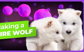 Screengrab from YouTube page of Colossal Biosciences, which has brought an extinct wolf back to live through genetic engineering.