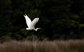 Kōtuku/white heron at McKenzie Lagoon, Martins Bay
