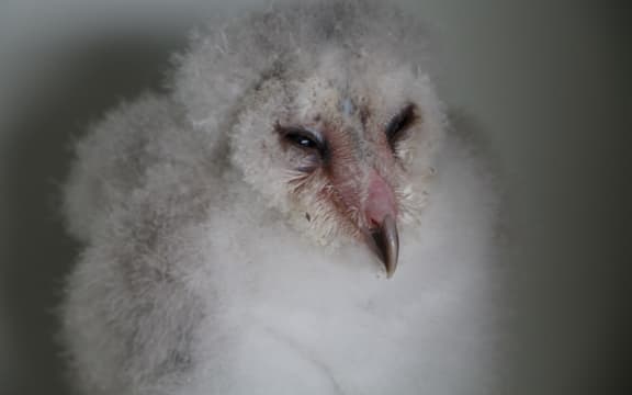 A baby barn owl at Wingspan National Bird of Prey Trust