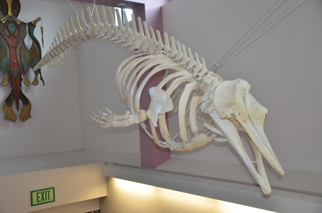 The only skeleton of the new species in the United States hangs on display in Unalaska High School, in Alaska's Aleutian Islands. The whale was found dead in 2004, and recent tests on stored tissue samples revealed that it is one of the few known specimens of the new species.