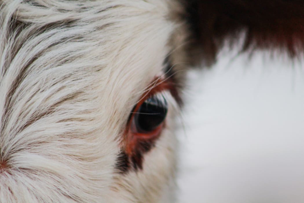part of cow head, animal face looking into camera