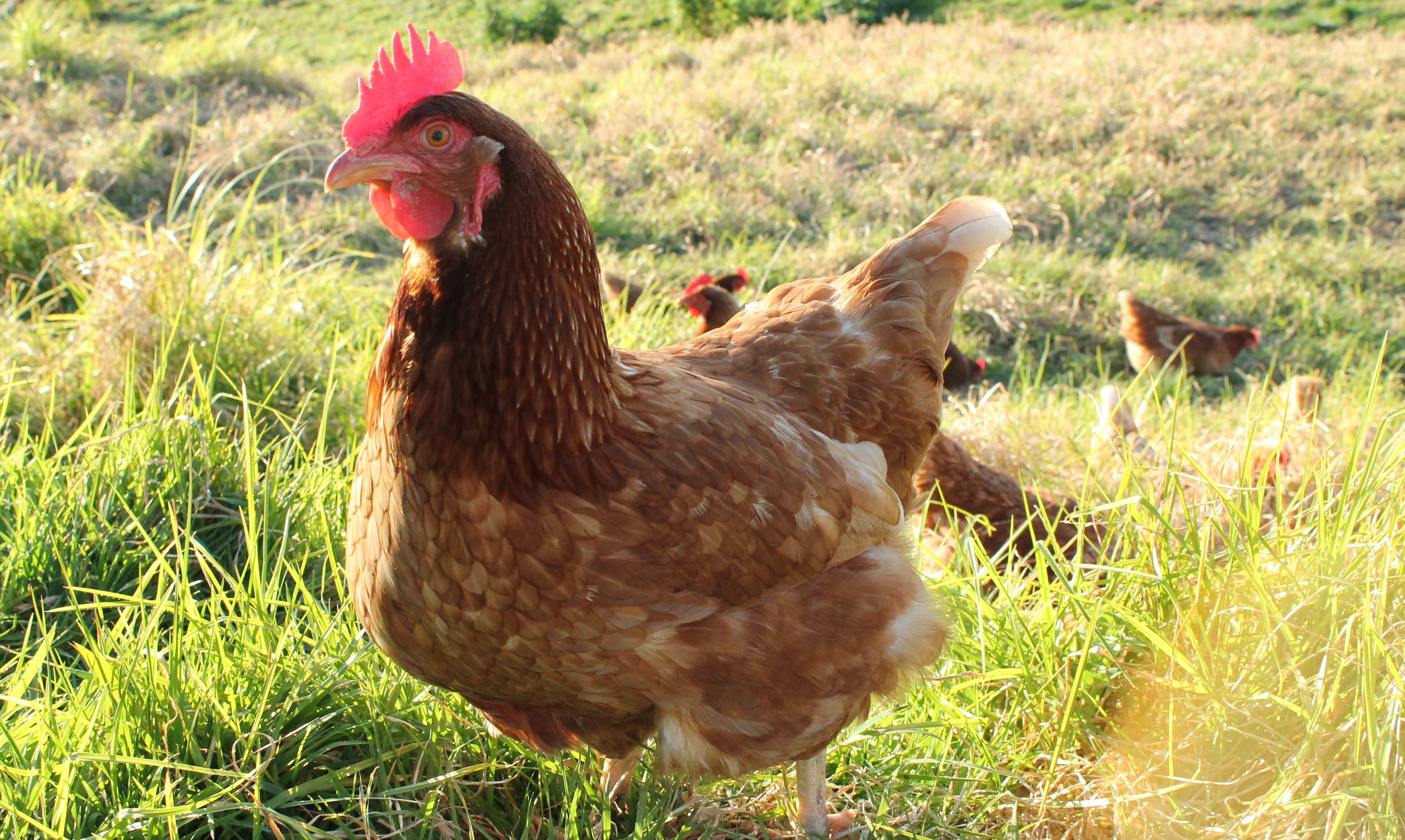 Chicken
