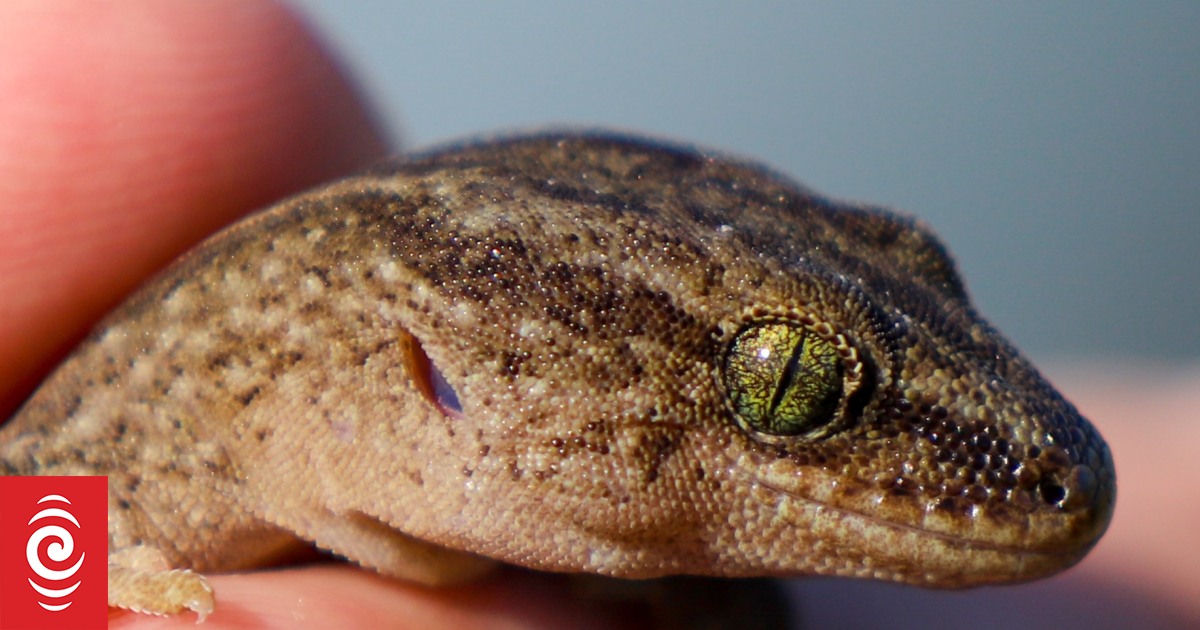 New species of Gecko on Auckland's West Coast named - Vimarsana News