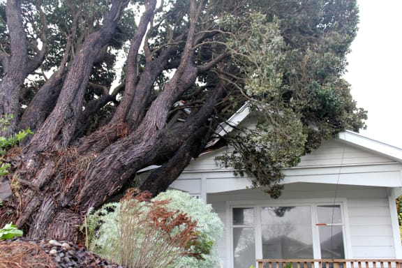 A fallen tree damaged the roof of a Lower Hutt house.