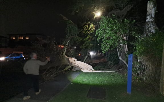 A large macrocarpa tree came down onto Manly Street in Paraparaumu Beach during the storm.