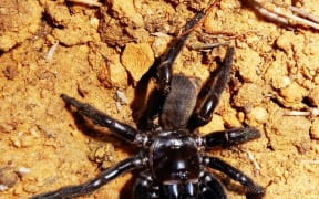 Trapdoor spider