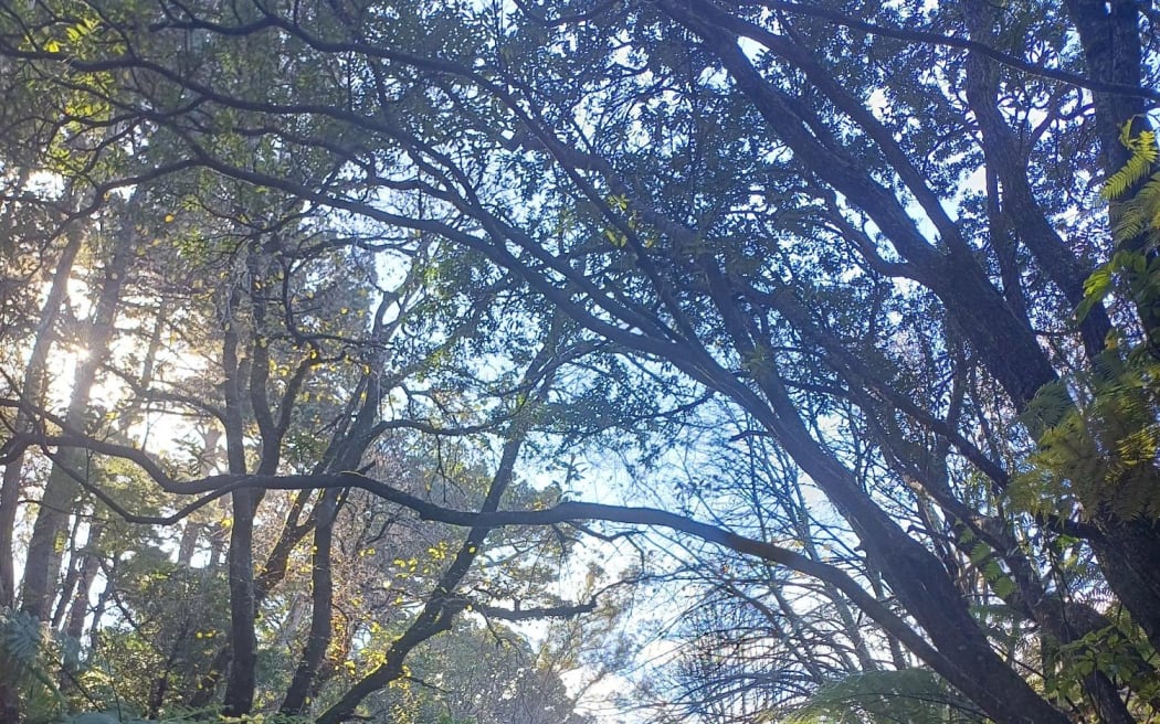 Central Park Wellington