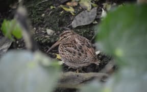 Chatham Island Snipe on Rangitira