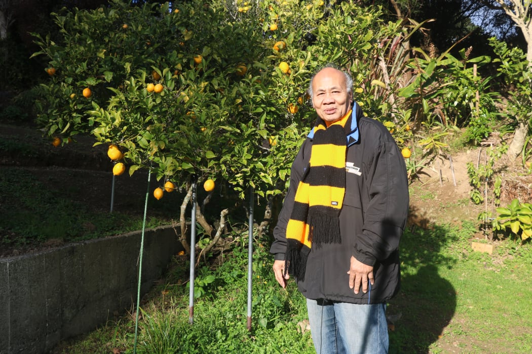 Muagututi'a Aliota Harry Tauafiafi enjoying his lemon tree at home in Newlands