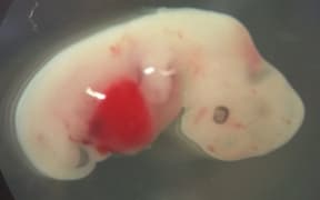 To create a chimera, human stem cells are injected into a pig embryo.