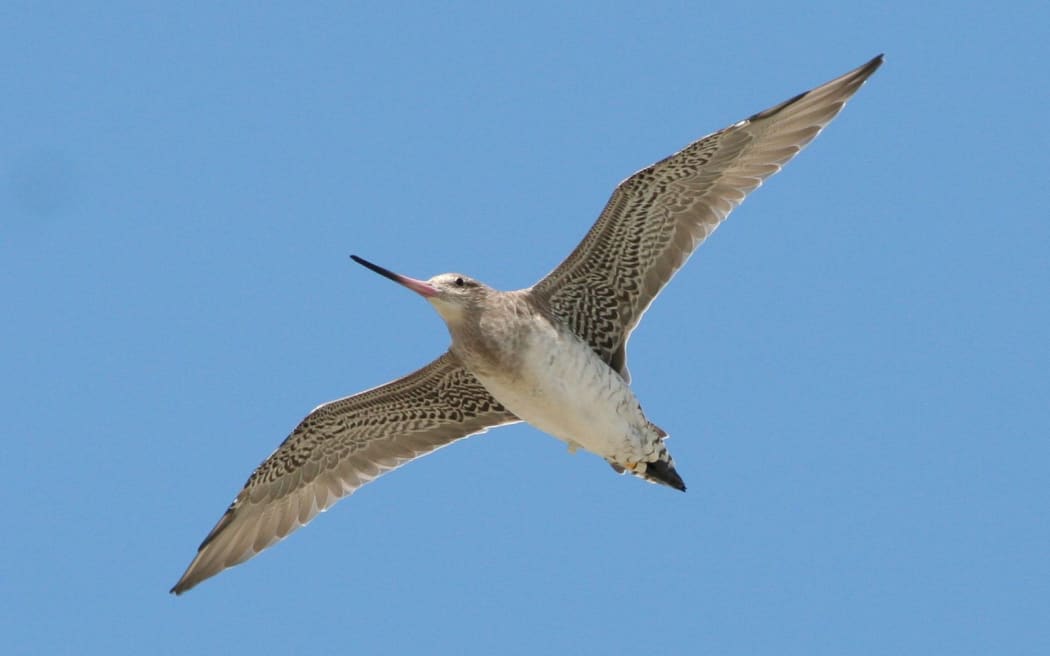 bar-tailed godwit