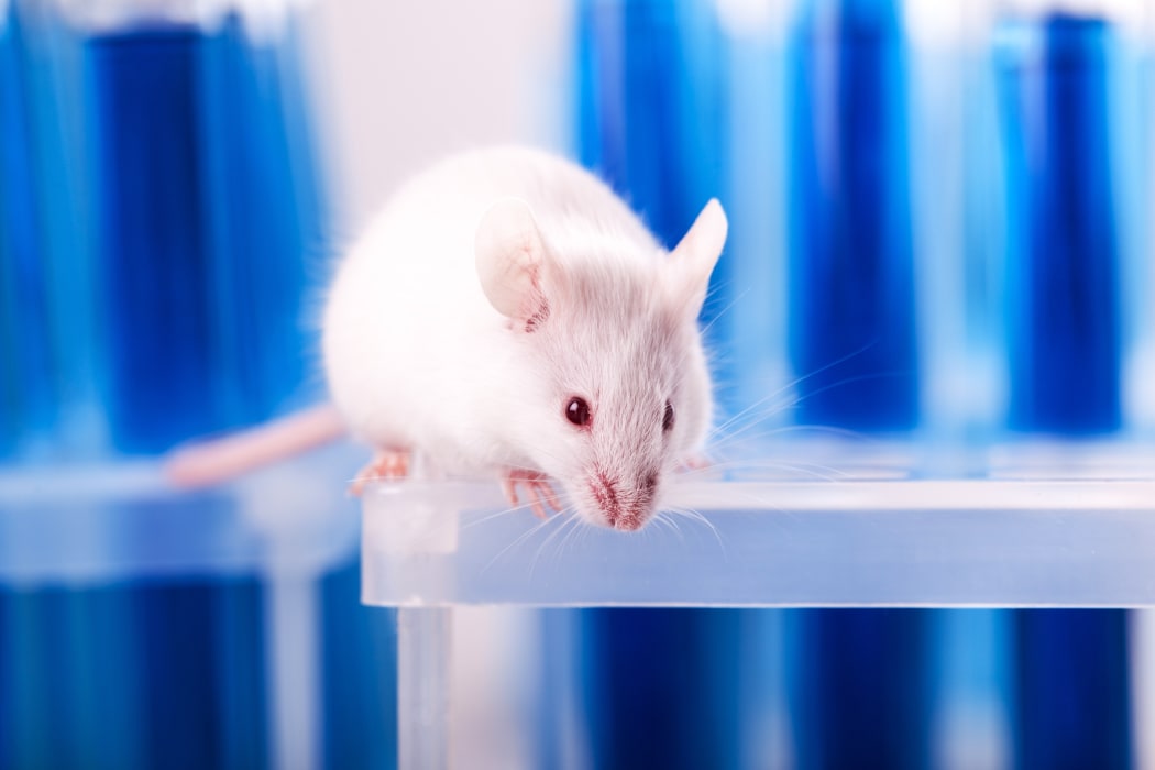 Mouse.