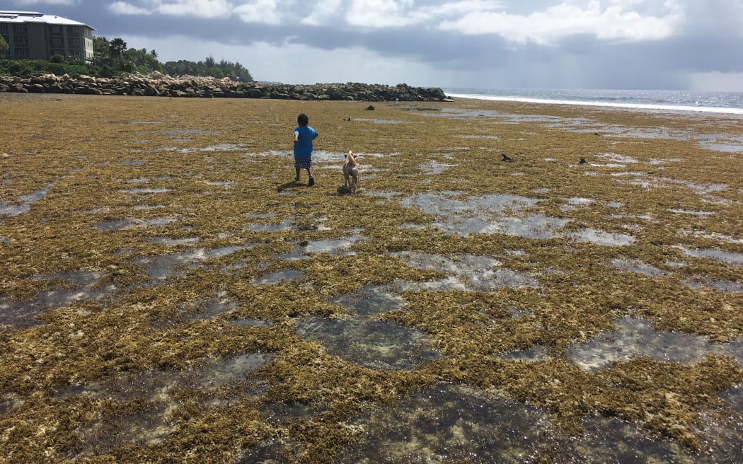 Brown algae blankets ocean side reefs that are several miles down-current from the raw sewage outfall pipe in the downtown area of Majuro, the capital of the Marshall Islands.