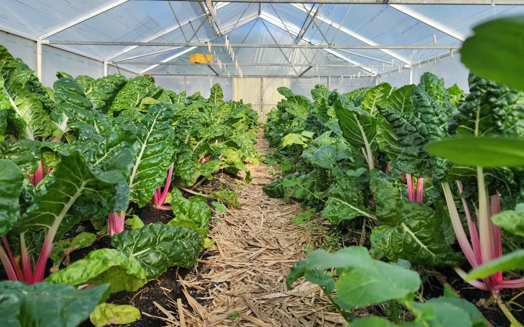 Winter crops flourishing in the greenhouse