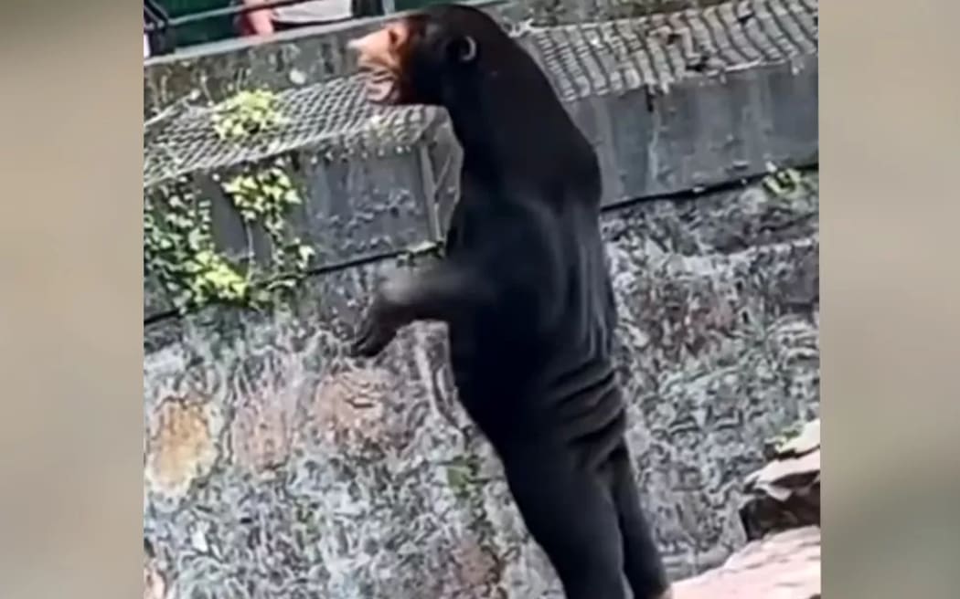 A video of a sun bear in Hangzhou Zoo standing on its hind legs has gone viral online