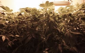 Cannabis plants