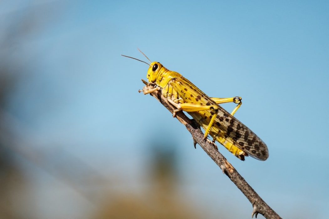 Swarms of locusts land and feed on shea trees, which are a big source of food and income for local farmers, in Otuke
